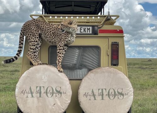 Discover the Magic of Tanzania Safaris Discover the Magic of Tanzania Safaris