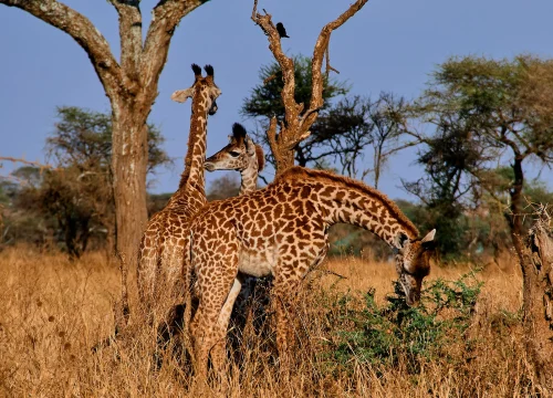 5 Days Tanzania Christmas Safari