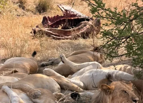 3 Days Tanzania Christmas Safari