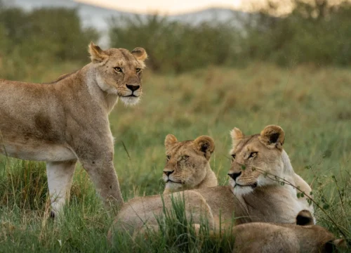 6 Day Northern Circuit Safari