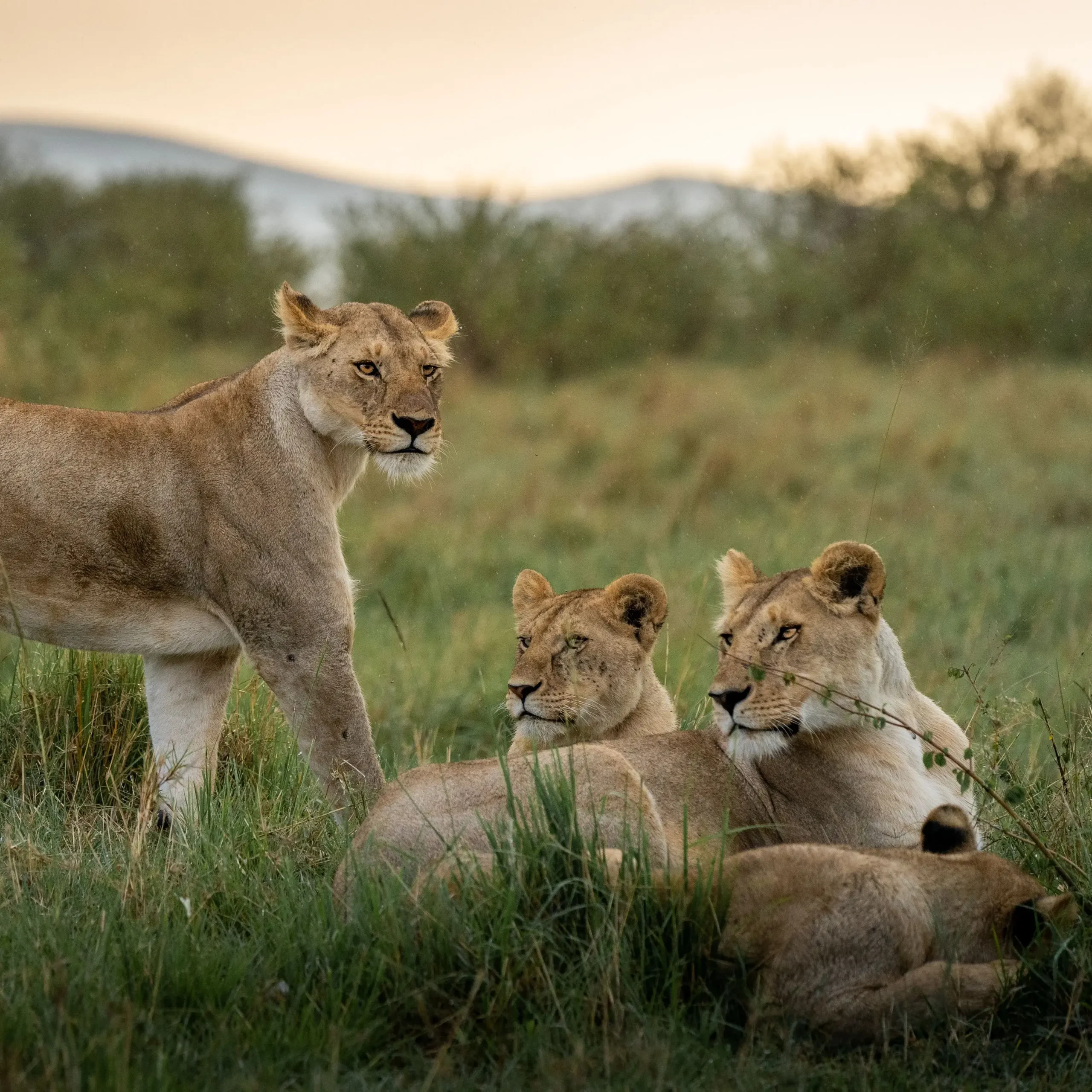 Your African Adventure Starts Here Serengeti