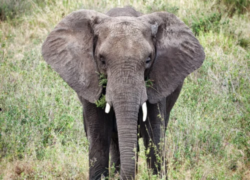 9 Days / 8 Nights Tanzania Safari