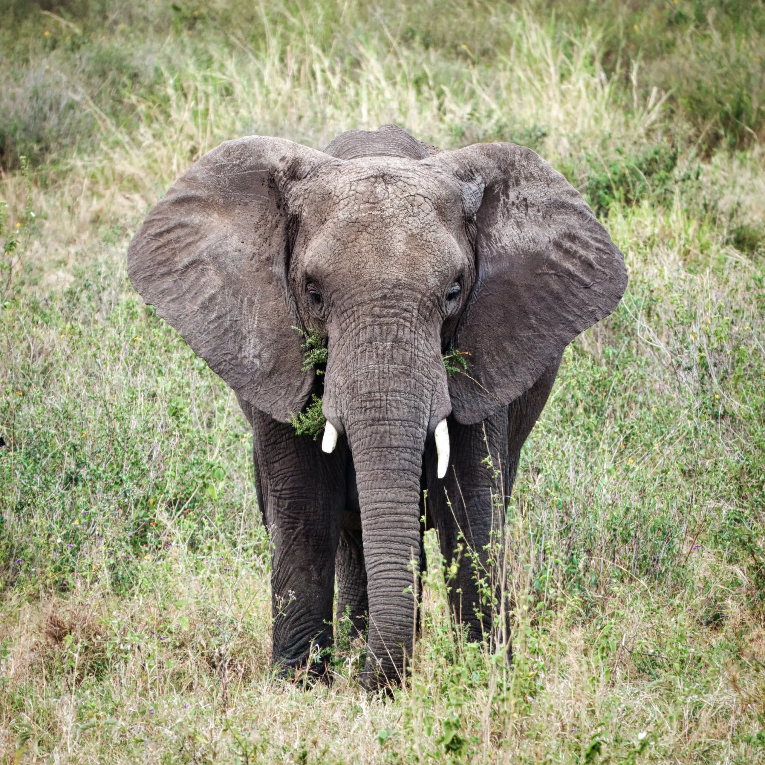 Your African Adventure Starts Here Tarangire