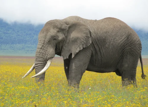 Tarangire