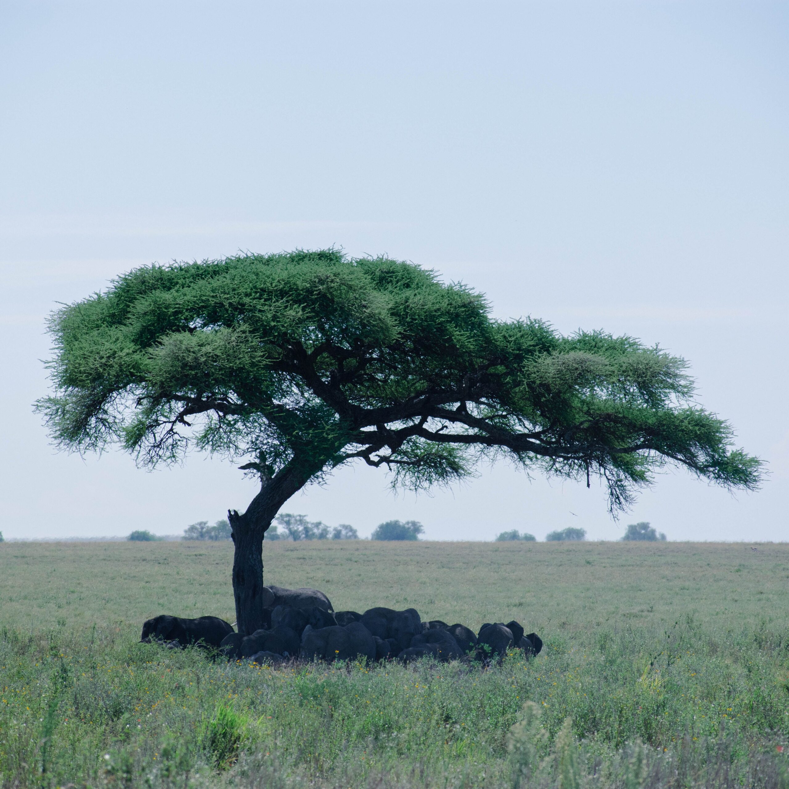 Your African Adventure Starts Here Ngorongoro